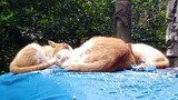 Three stray cats slept to death on the roadside, and when they woke up after being raped, their reac