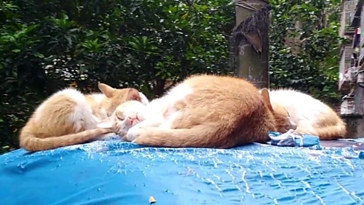 Tiga kucing liar tertidur sampai mati di pinggir jalan, dan ketika mereka terbangun setelah diperkos