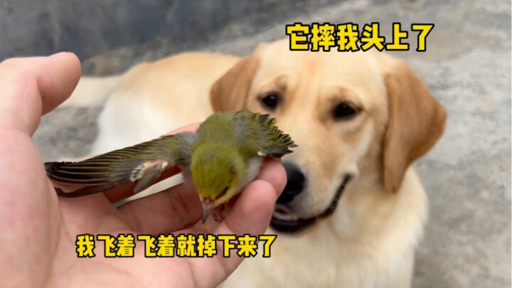 It's amazing that I often dream about you.