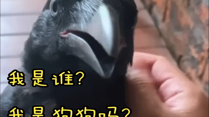 Một chú quạ bị rối loạn bản sắc, được người mẹ con người gọi là “đứa trẻ khổng lồ”.