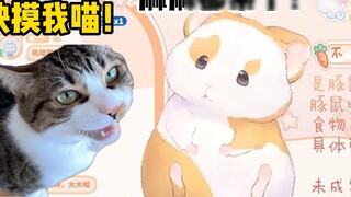 Versi murni Hua Ling bermain dengan kucing! Ini seperti membujuk anak kecil, lucu sekali! 【Film Hua 