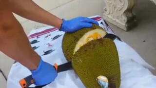 Jack Cutting Open His "Jackfruit" (Re-Upload Gallery Only) from Greatest Freakout Ever Special Info-