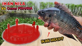 EKSPERIMEN: CAIRAN PIRANHA vs IKAN NILA.. Hampir nyembur cairan ini seperti LAVA