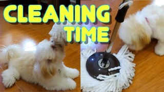 Look! What Happens When A Shih Tzu Puppy Tries to Help In Cleaning The Room