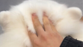 摸摸小狗头，万事不用愁