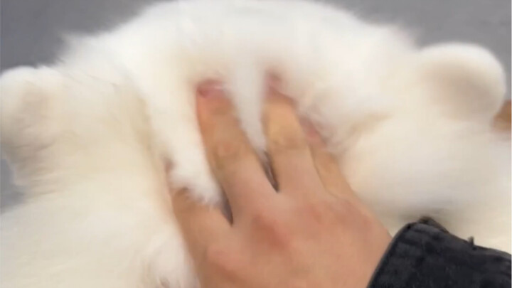 Vuốt đầu cún con, mọi chuyện chẳng cần lo.