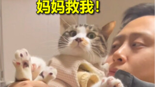 Why does my cat hate my husband so much?