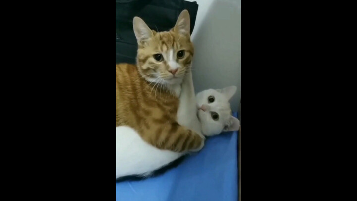 The cat was caught red-handed sneaking around for some excitement.