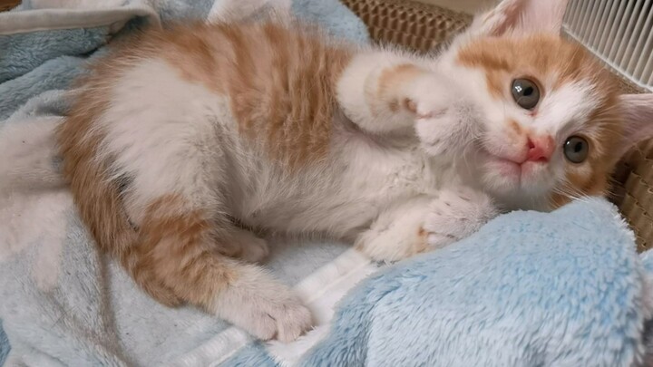 The Stray Kitten I Snatched and Brought Home