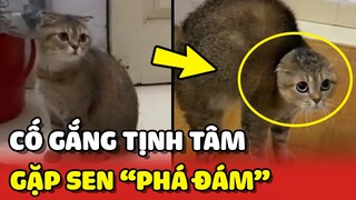 Hoàng Thượng đang cố gắng TỊNH TÂM nhưng gặp con Sen PHÁ ĐÁM 😂 | Yêu Lu