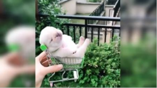 Khoảnh khắc đáng yêu của mều và đồng bọn P.8 <3