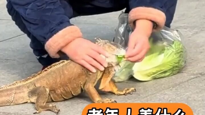 Kakek dan nenek memperlakukan apa pun yang mereka pelihara seperti cucu kesayangan!