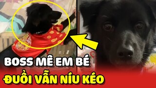 Chú chó MÊ EM BÉ đến nỗi bị đuổi vẫn cố gắng níu kéo ở lại 😂 | Yêu Lu