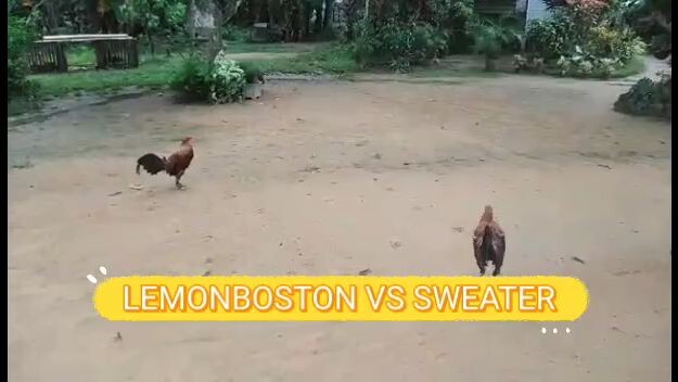 BROADCOCK SPARRING OF RR BROTHER LINES