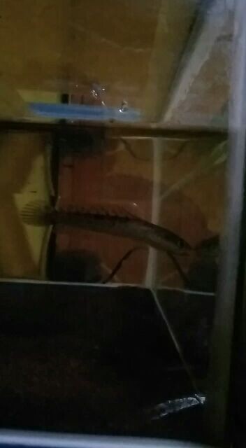 sekedar hoby part#3 kecil" cabe rawit