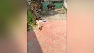 Ca này khó. yeucho yeuchomeo cún cúncon chó chómèo chócon chó_cưng chókhôn yeuchomeo cưng chócute pet dog dogsoftiktok doggo