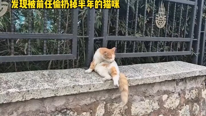 Abandoned Cat Reunites with Ex-Owner in the Park Half a Year Later—Recognizes Them at First Glance, 