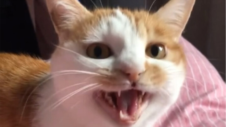 Nuôi mèo màu cam ba năm rồi hóa ra lại là mèo tam thể??