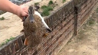 Buaya: Aku tidak menyangka manusia lebih kejam dariku!
