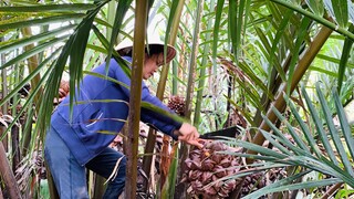 Bơi Xuồng Đi Đốn Dừa Nước Món Ăn Gắn Liền Với Tuổi Thơ Của Người Miền Tây  | NĐMT#163