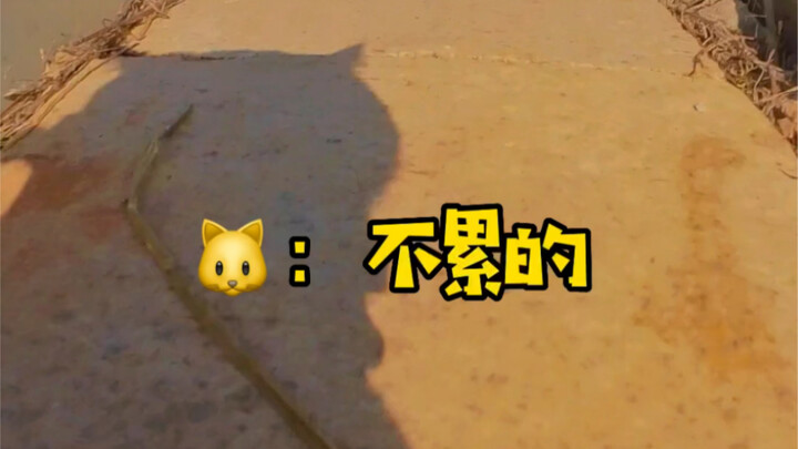 พาแมวพูดเก่งออกไปข้างนอกจะเป็นยังไงนะ?