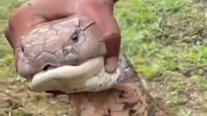 Lượng độc khủng khiếp của rắn hổ mang chúa