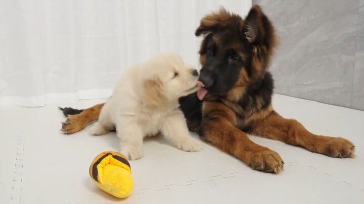 Cún vàng bé xíu và cún Becgie bé xíu tranh nhau đồ chơi. Dù cậu bạn Becgie không mấy thoải mái, cuối