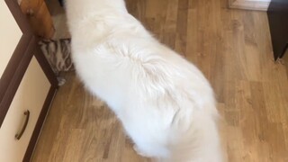 小虎和狗狗姐姐第一次见面