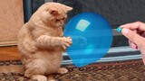 Video Kucing Lucu Banget Bikin Ngakak #4 | Kucing Paling Imut | Video Hewan Lucu