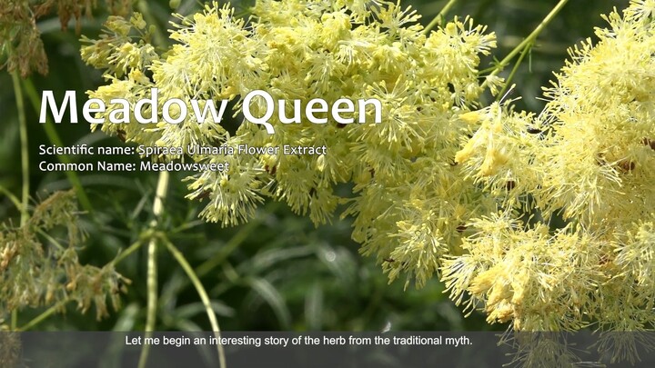Meadow Queen (ENG)_TSOC