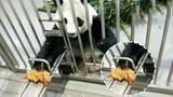 Panda sangat cerdas, tiang tidak akan mampu menahanku! Beri aku rebung!