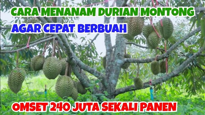 CARA MENANAM DURIAN MONTONG AGAR CEPAT BERBUAH || OMSET 240 JUTA SEKALI PANEN