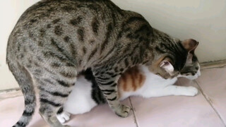 【Animal】My friend's male cat even did this to my female cat...