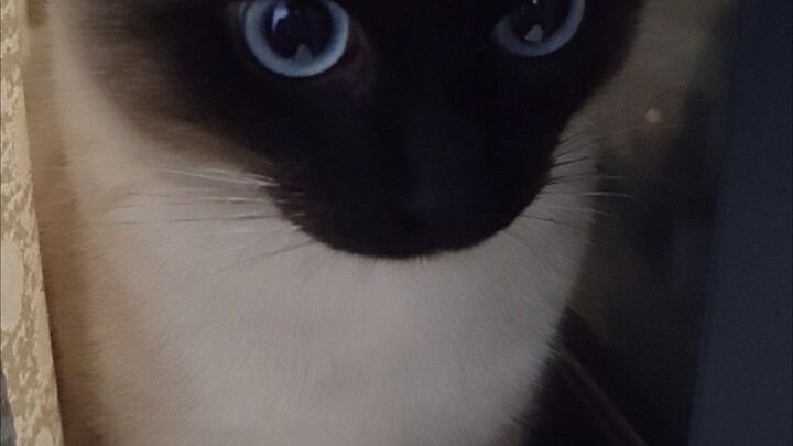 เจ้านายบ้านน่ารักมากเมี๊ยว