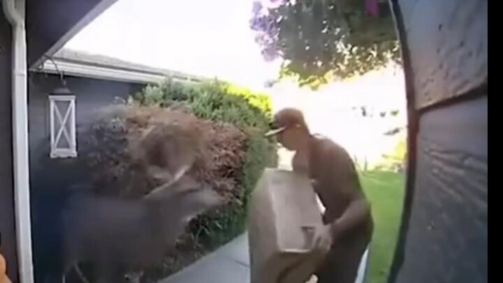 مؤدي صوت MC - مفاجأة