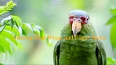 Amazing Bird Wings and Flight Styles