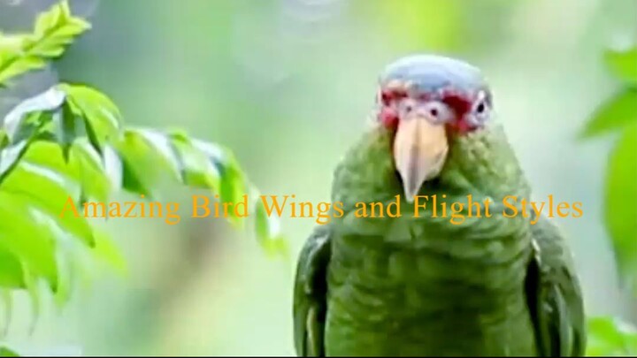 Amazing Bird Wings and Flight Styles