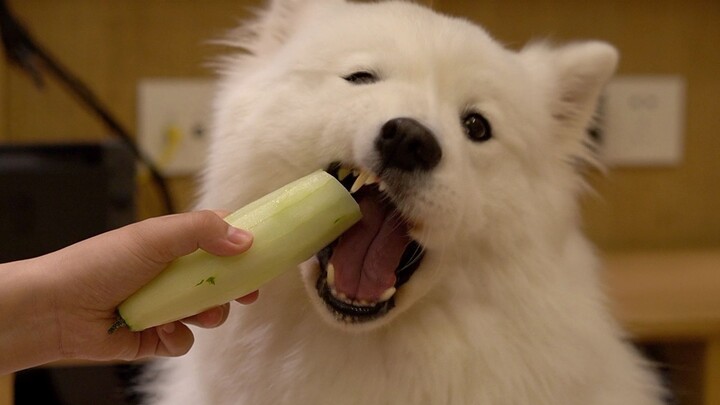 Kẹo dẻo Samoyed lần đầu tiên ra đồng làm việc, chỉ biết ăn chứ chẳng làm gì cả. Kẹo dẻo: Lần sau tôi