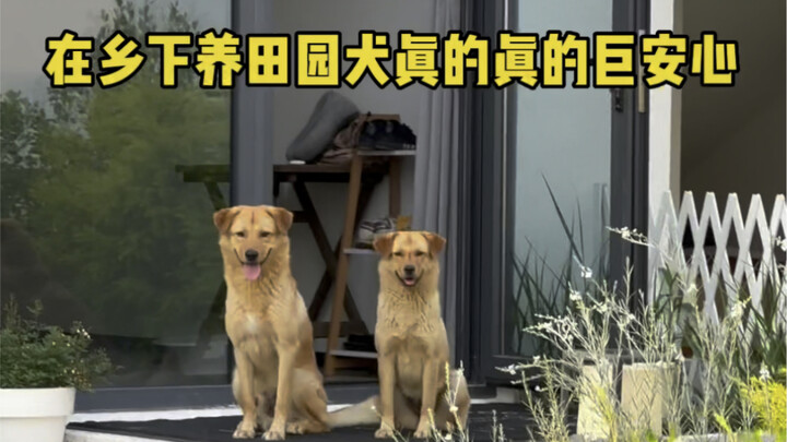 Sống ở nông thôn thì phải có cún con làm bạn cho đỡ sợ.