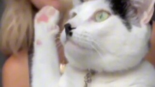 Cat Star who failed the Austrian Art Exam