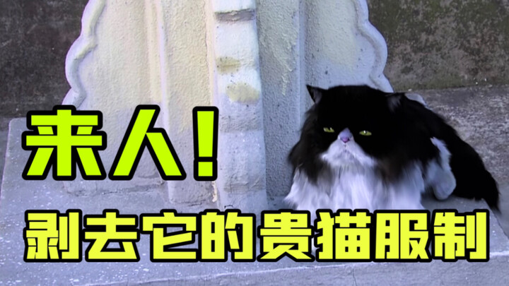 【Qisi Miaohuan Zhuan 37】Bahkan hiasan berbentuk rumput di mahkota Kaisar pun terbang ke kepala Sang 