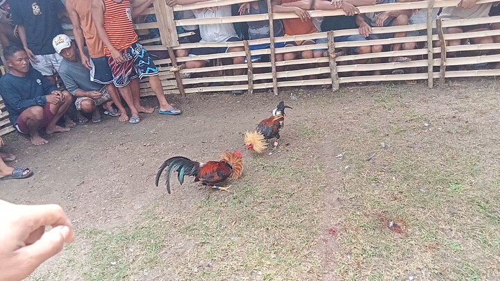 6/10 laban kahit maliit nakipag patayan manok ko 😂draw lang laban