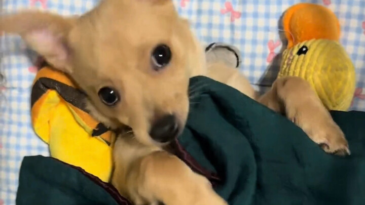 ลูกหมา: แย่แล้วๆ…ฮิฮิ วันนี้ไม่โดนตีเลย!