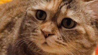 Often, hungry cats let out long howls, their mournful cries echoing eerily, fading away after linger