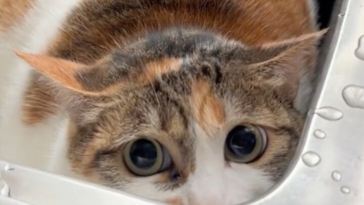 This little cat clearly has social anxiety.