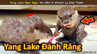 Yang Lake Đang Đánh Răng thì Sợ Cứng Người Vì Khách Lạ Ghé Thăm || Review Giải Trí Đời Sống