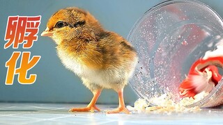 From Egg Liquid to "Hatching": A Complete Record of the Chick Hatching Process