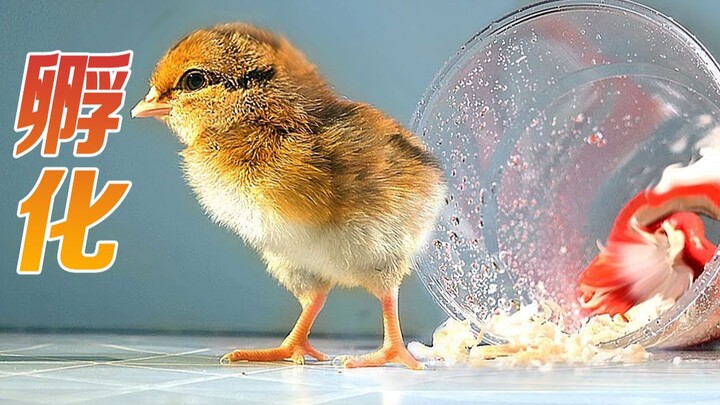 From Egg Liquid to "Hatching": A Complete Record of the Chick Hatching Process