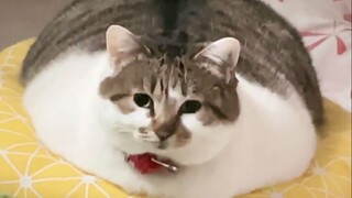 شفق إله الخنزير