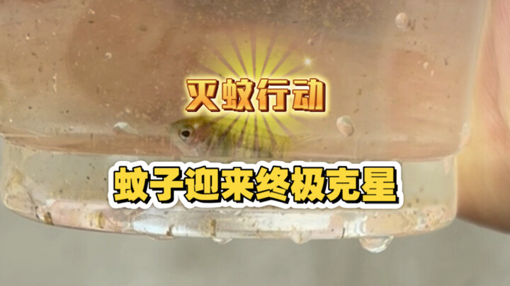 You despicable mosquito, today is your day!